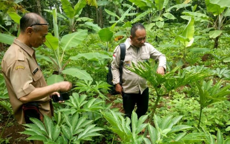 Akademisi UI Minta Indonesia Fokus Pada Peningkatan Ekspor Pertanian