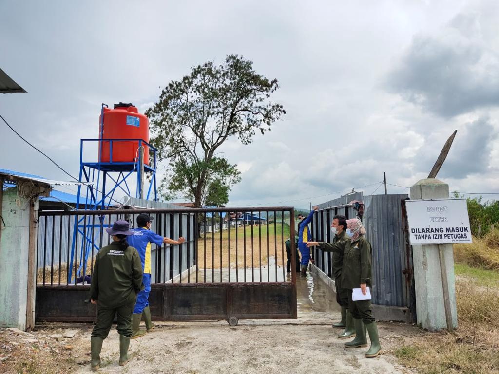 Kementan Dampingi Peternak Babi Toraja Utara, Perkuat Biosekuriti dan Perlindungan Usaha