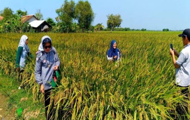 Pengamat: Indonesia Sukses Tingkatkan Produktivitas Padi dan Jagung