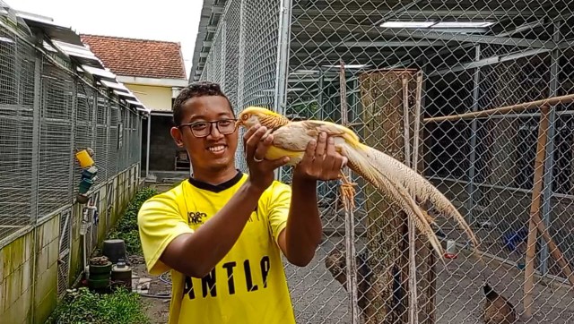 Bisnis Ayam Hias Berkembang Lewat Beasiswa Inkubator Bisnis ISDP YBSMU