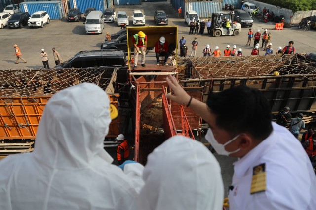 Bongkar Kapal Ternak dari NTT, Mentan SYL Pastikan Hewan Kurban Aman