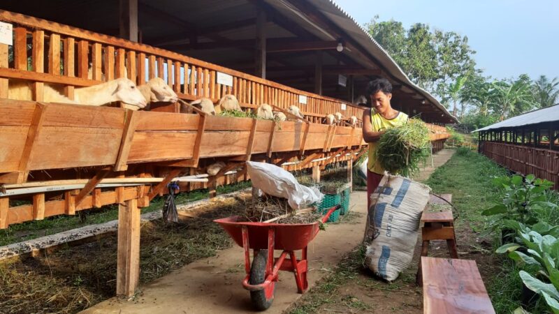 Jelang Idul Kurban, Peternak Balai Ternak Bantul Siapkan Hewan Ternak Sehat