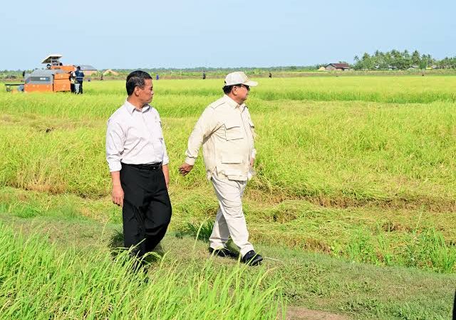 Berkunjung ke Papua Selatan, Presiden Prabowo Tinjau Langsung Panen Padi di Merauke