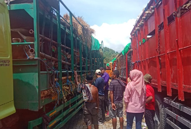 Ini Kesiapan Distribusi Hewan Kurban Antisipasi Lonjakan Pengiriman Sapi