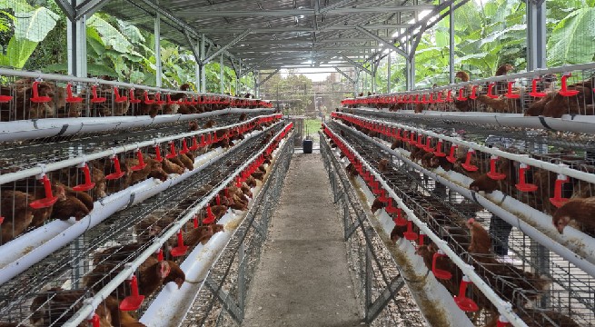 Langkah Konkret Lindungi Peternak Ayam Ras Petelur