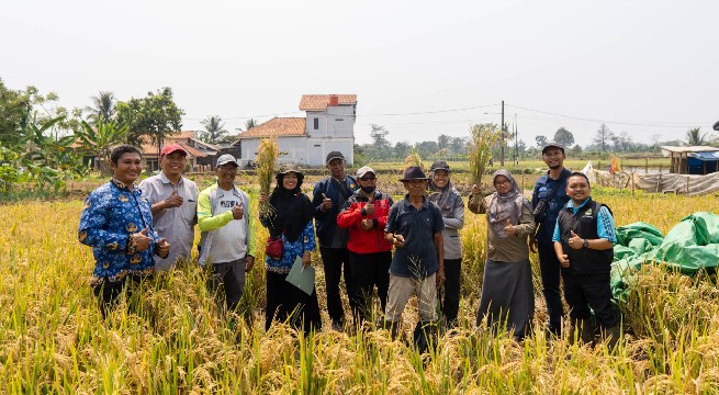 Produksi Padi dan Cabai Bogor Meningkat dalam Demplot Aplikasi Pupuk Hayati ExtraGen