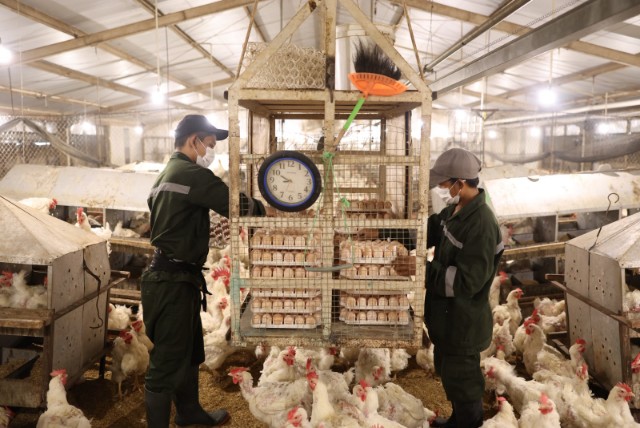 Perkuat Pengawasan Tata Niaga Ayam dan Telur dari Hulu ke Hilir